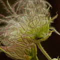 Quirky Red Squiggly Flower 3