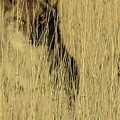Coyote 3