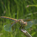 Dragonfly 7