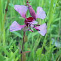 Pink wild flower