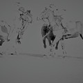 Polo Ponies