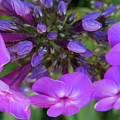 Purple Burst