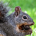 Squirrel 1