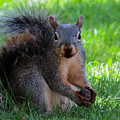 Squirrel 2