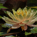 Water Lily 1