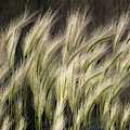 Foxtail Barley Grass