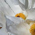 White and Yellow Flower