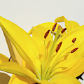 Yellow Lily Blooming