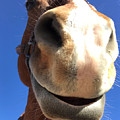 Horse Grin