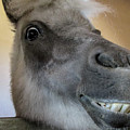 Mini Horse Grinning