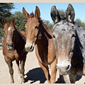 Mules and Horses